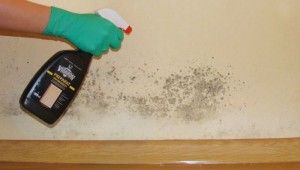 How to get rid of fungi and mould from walls?
